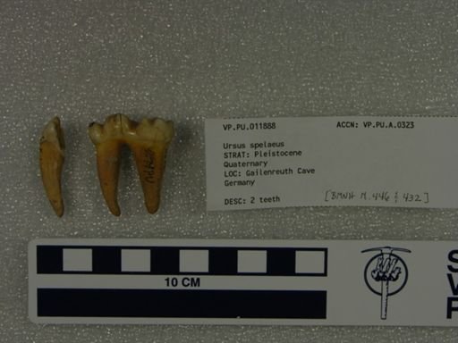 Ursus spelaeus