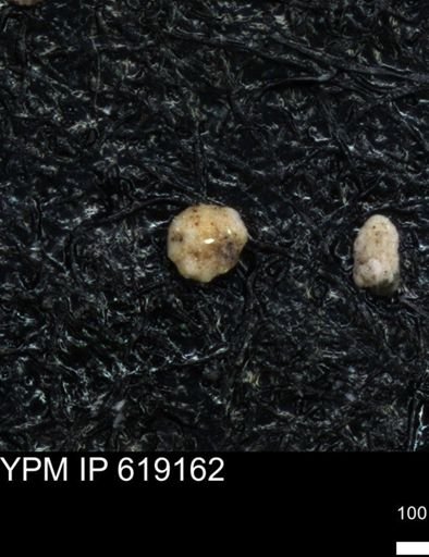 undet. Foraminiferida