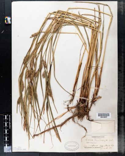 Carex trichocarpa