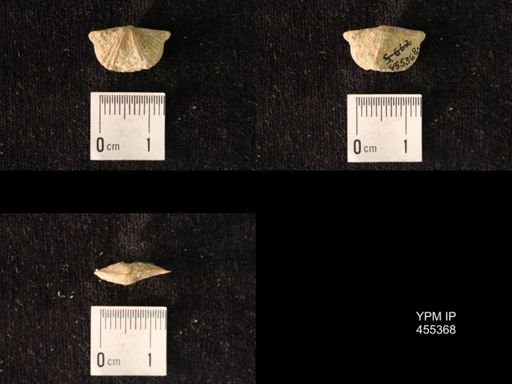 Platystrophia extensa