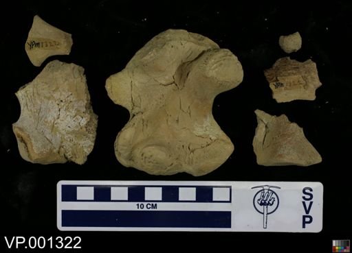 Clidastes sp.