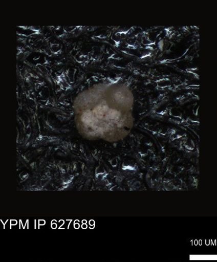 undet. Foraminiferida