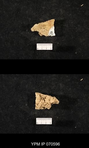Favosites louisvillensis