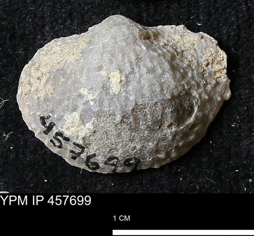 Helaspis sp.