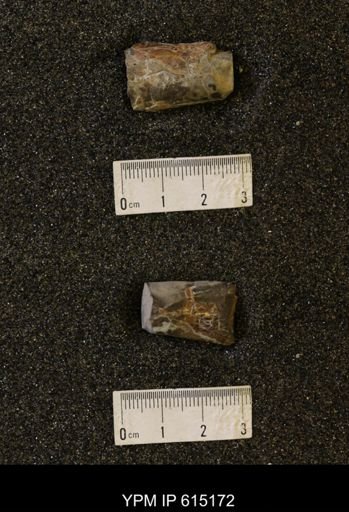 Baculites sp.