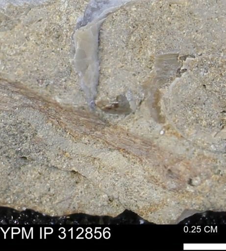 undet. Bivalvia