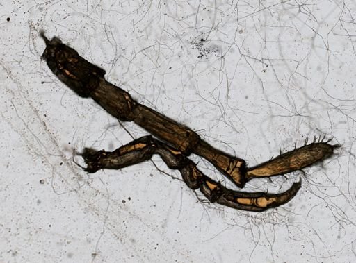 Erichsonella filiformis