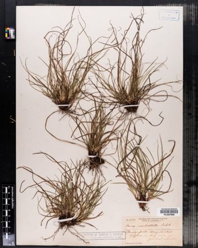 Carex umbellata