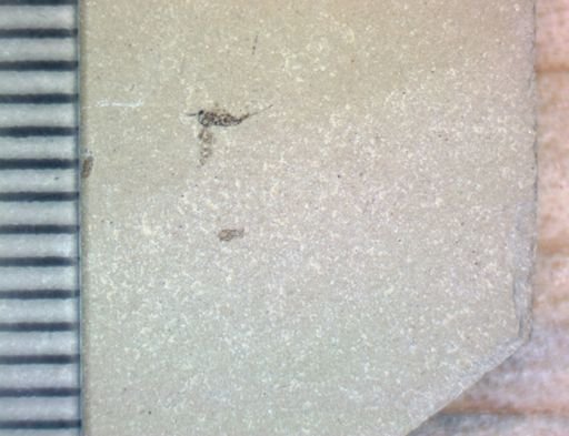 undet. Diptera