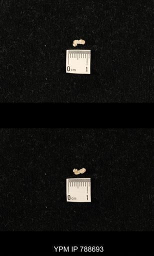 taxon undetermined