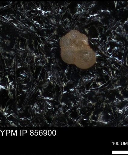 undet. Rugoglobigerinidae