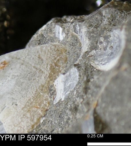 Limopsis striatopunctatus