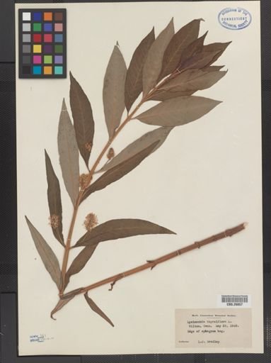 Plantae