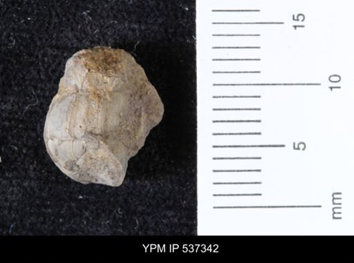 Goniobasis ortmanni