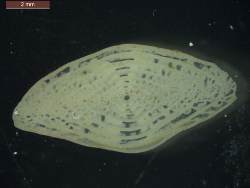Triticites ventricosus