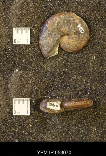Discoscaphites conradi