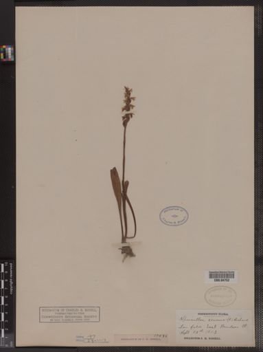 Spiranthes cernua