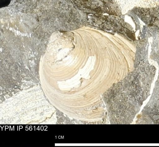 undet. Bivalvia