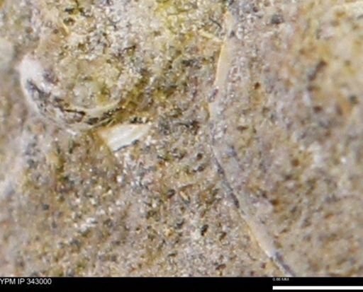 undet. Mollusca