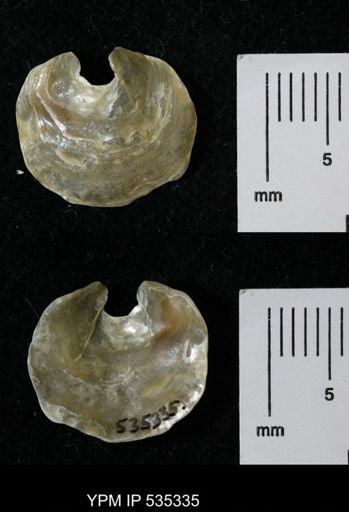 Anomia simplex