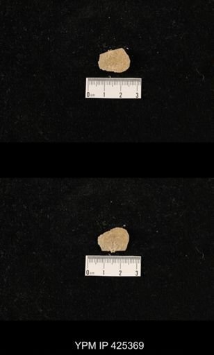 undet. Echinoconchoidea