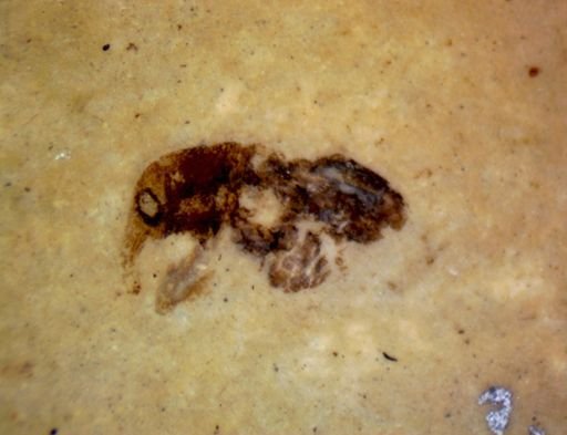 undet. Curculionidae