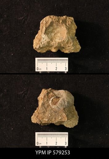Productus sp.