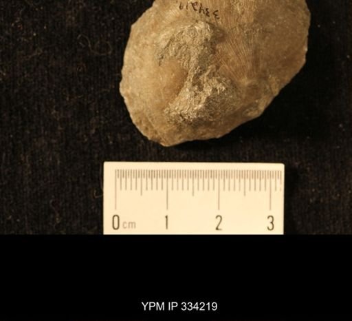 Agelacrinites pileus