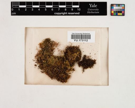 Plantae