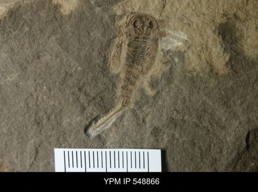 undet. Eurypterida