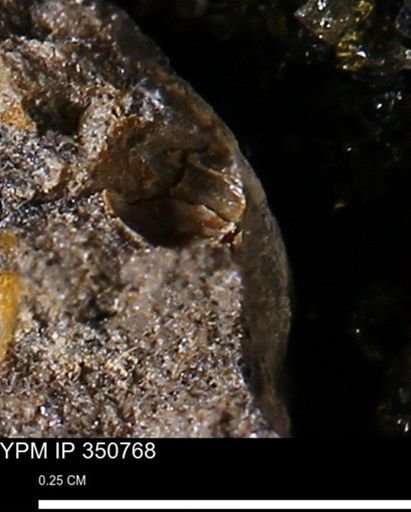 undet. Mollusca