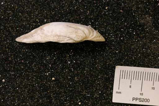 Hiatella arctica