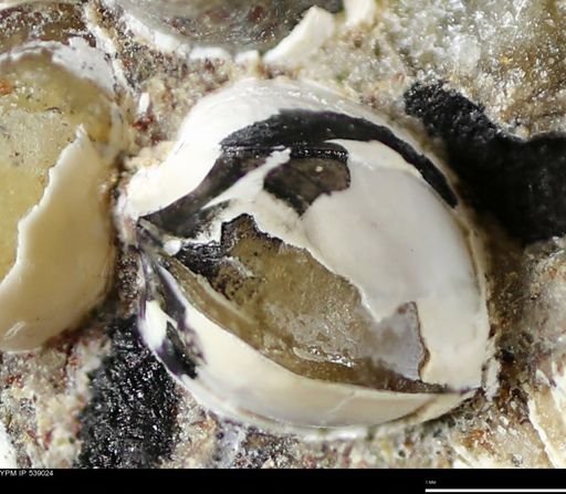 Corbulamella gregaria