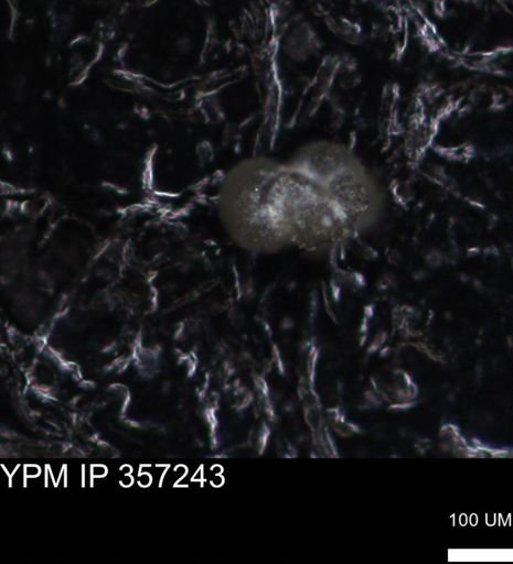 undet. Foraminiferida