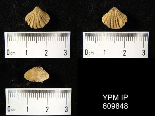 Camarotoechia transversa