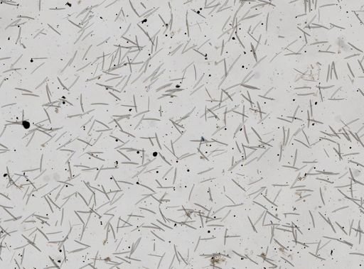 Niphates erecta