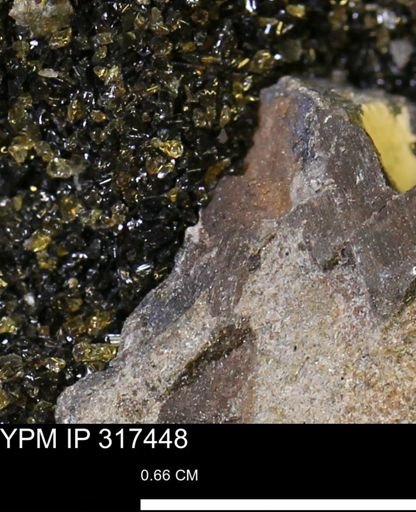 undet. Mollusca