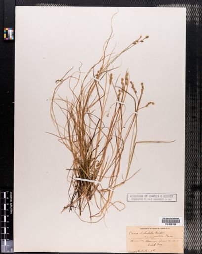 Carex angustior