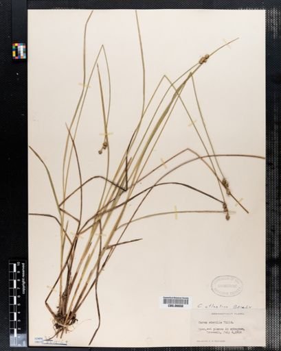 Carex atlantica