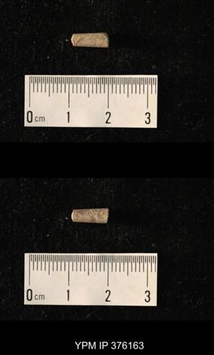 Pseudorthoceras knoxense