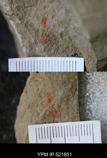 undet. Xiphosurida