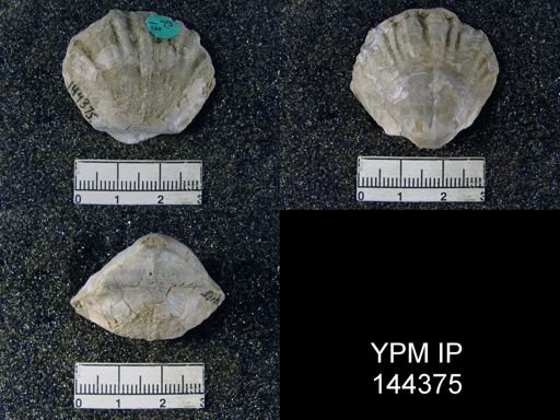 Streptorhynchus (Kiangsiella) pectiniformis