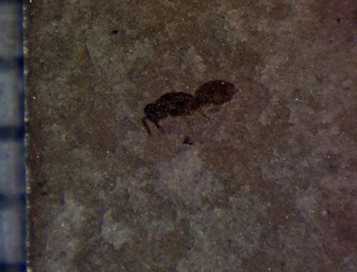 undet. Formicidae
