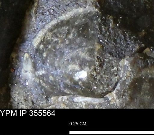 undet. Bivalvia