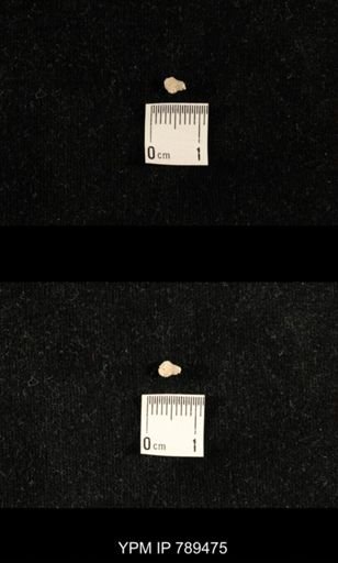 undet. Bryozoa