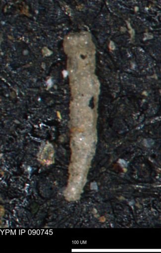 undet. Foraminiferida
