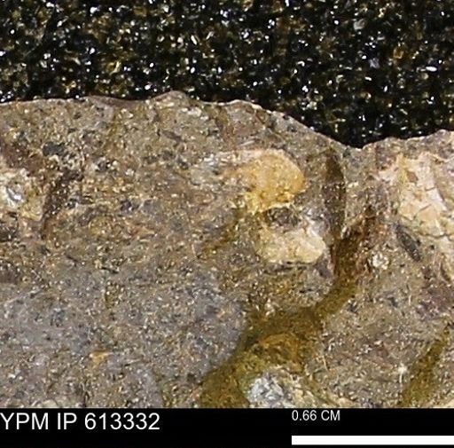 Scaphites sp.