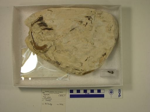Enchodus sp.