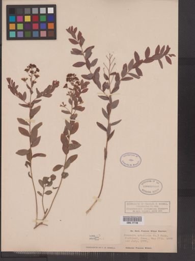 Comandra umbellata