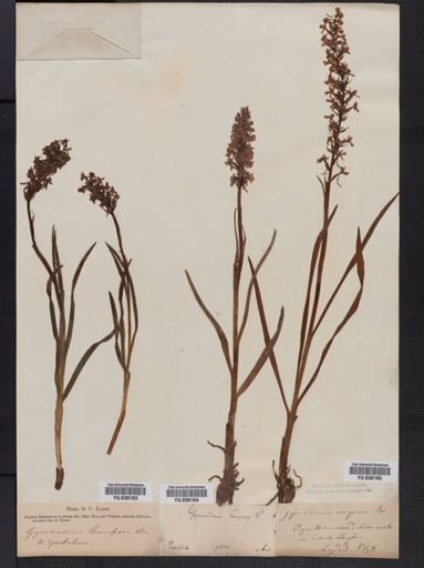 Habenaria